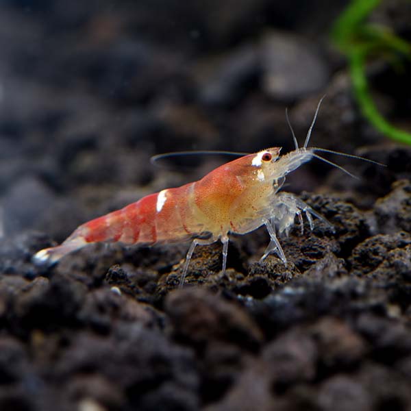 Red Christmas Crystal Shrimp