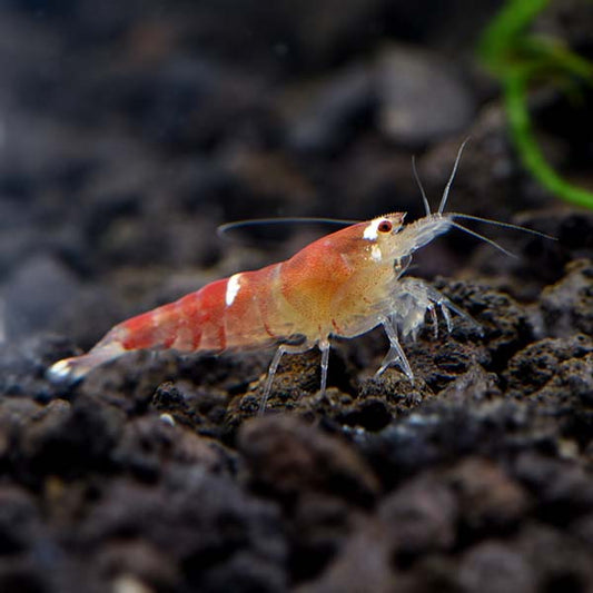 Red Christmas Crystal Shrimp