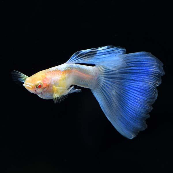 Albino Blue Topaz Guppy, Male