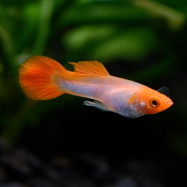 Male Kohaku Guppy