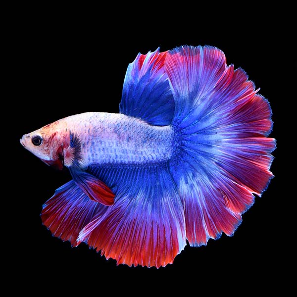 Stars & Stripes Betta, Male