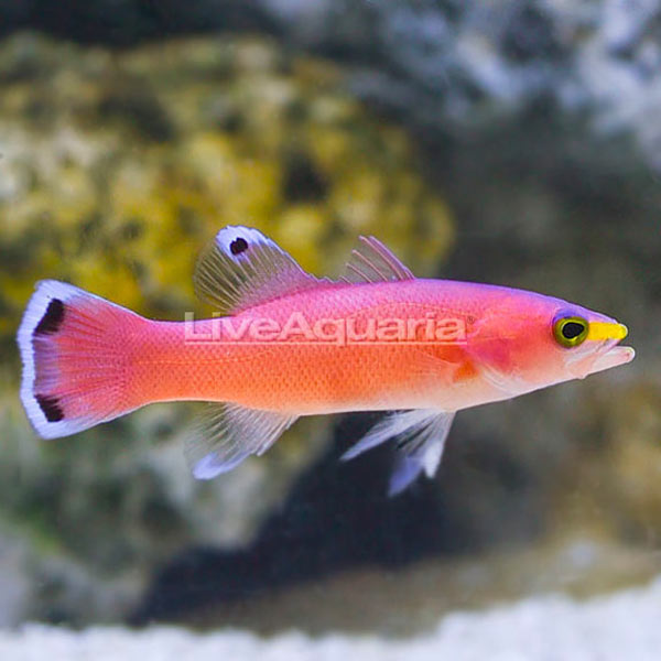 Caribbean Deepwater Cave Basslet: Saltwater Aquarium Fish – LiveAquaria