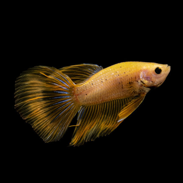 Yellow Halfmoon Betta, Male