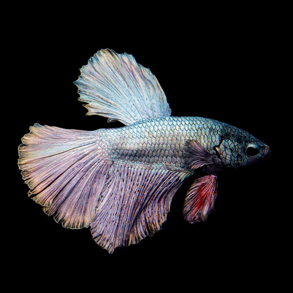 Halfmoon Copper Betta, Male