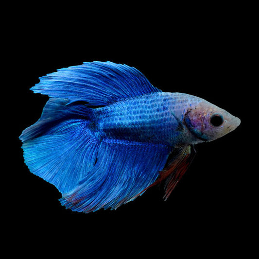 Sky Blue Double Tail Betta, Male