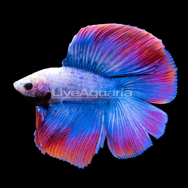 Halfmoon Doubletail Betta, Male