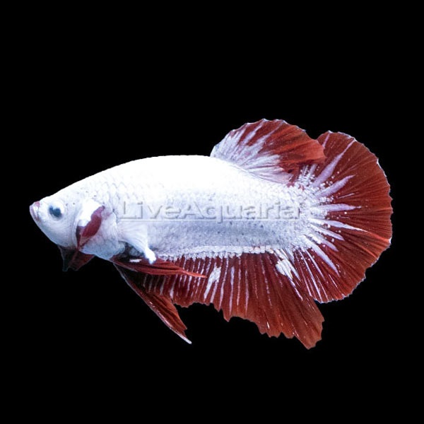 Snow White Halfmoon Plakat Betta, Male (Red Dragon HMPK)