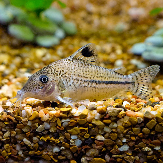 Leopard Catfish | Freshwater Fish – LiveAquaria