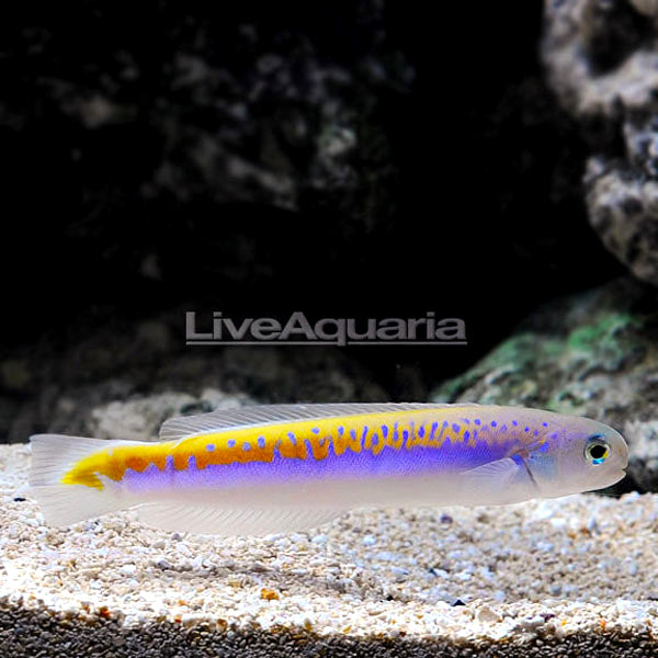 Oreni Tilefish | New Marine Fish – LiveAquaria