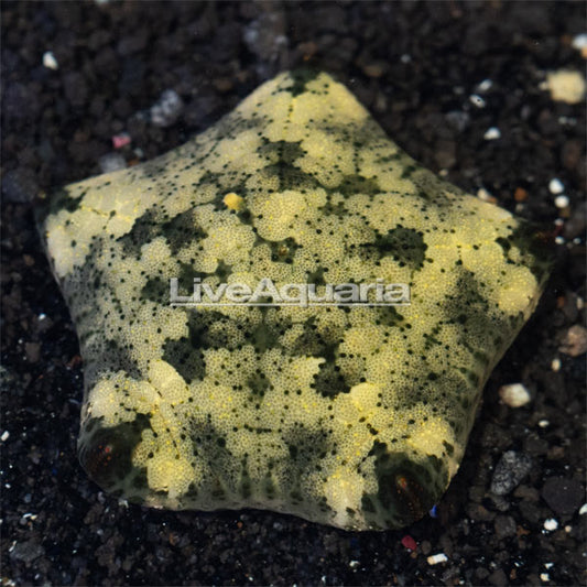 Cushion Sea Star