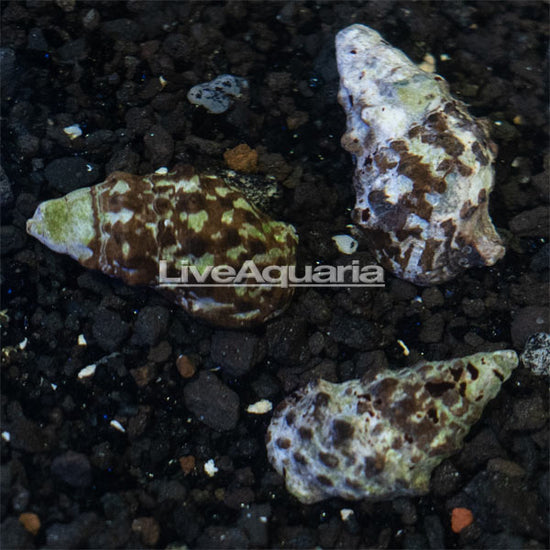 Black Sand Cerith Snail | Marine Invert/Plant – LiveAquaria