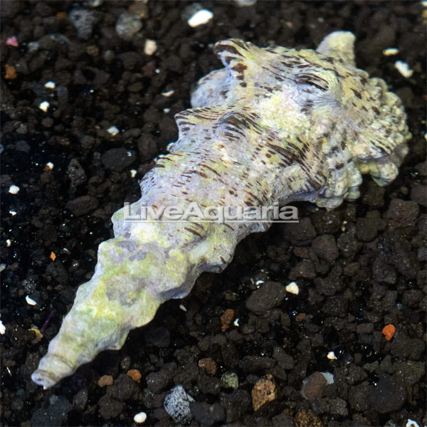 Giant Knobby Cerith Snail | Marine Invert/Plant – LiveAquaria