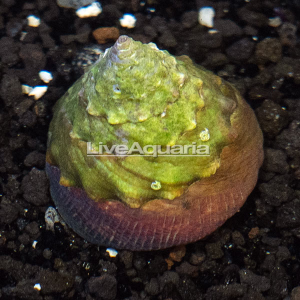 Maculated Top Shell Snail | Marine Invert/Plant – LiveAquaria