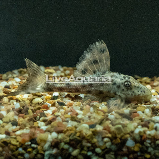 Spotted Dwarf Hypostomus Pleco (L-303)