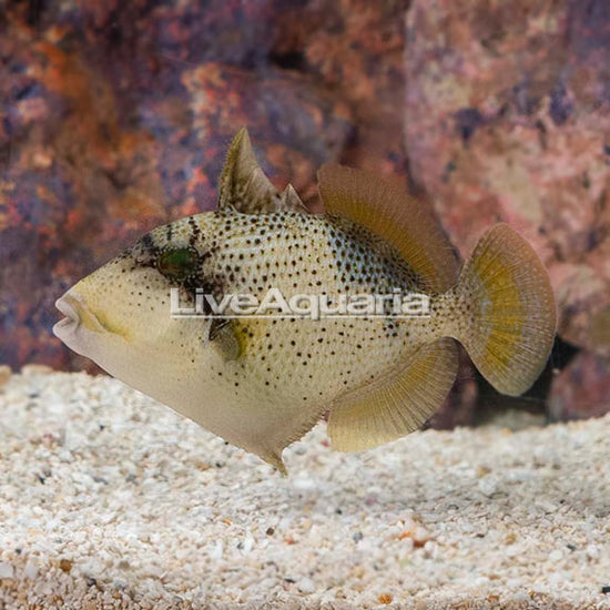 Titan Triggerfish | Marine Fish – LiveAquaria