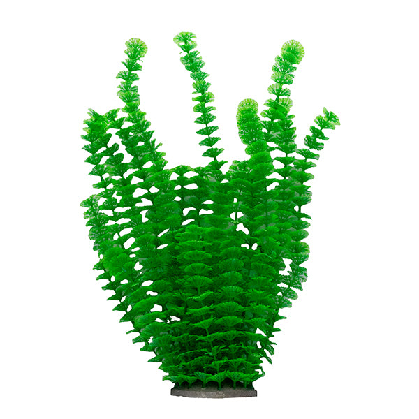 LiveAquaria® 14" Pearl Frond Plant