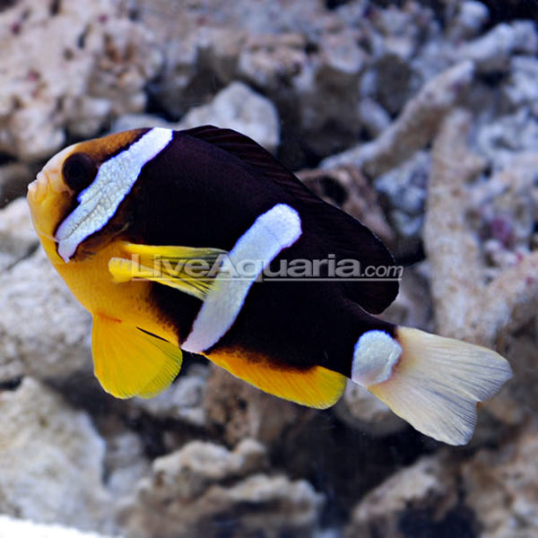 ProAquatix Captive-Bred Clarkii Clownfish | Marine Fish – LiveAquaria