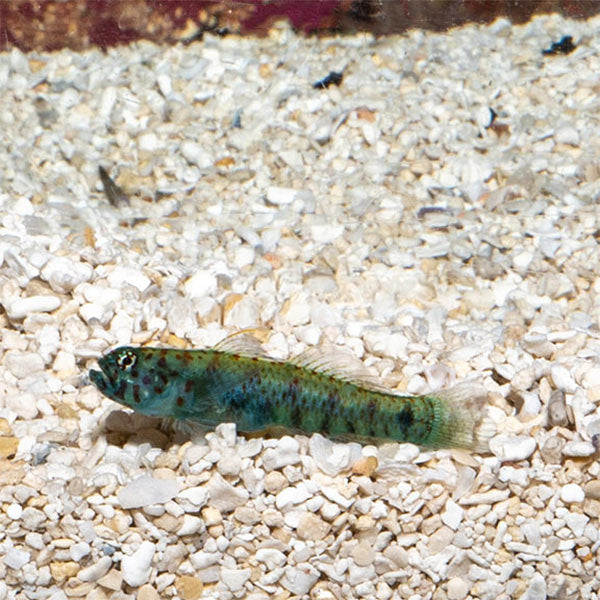 Queensland Dwarf Goby | Marine Fish – LiveAquaria