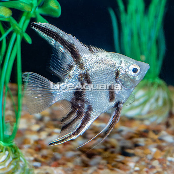 LiveAquaria Captive-Bred Panda Angelfish
