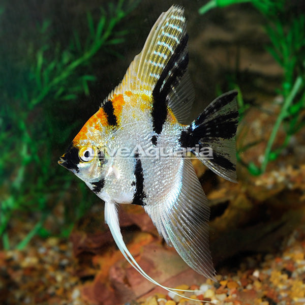 LiveAquaria Captive Bred Koi Angelfish