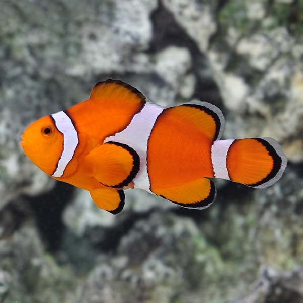 Clownfish for Sale: Clownfish Species for the Home Aquarium – LiveAquaria
