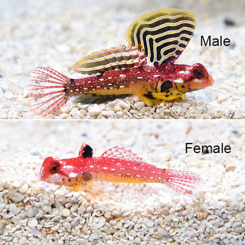 Ruby Red Dragonet | Marine Fish – LiveAquaria