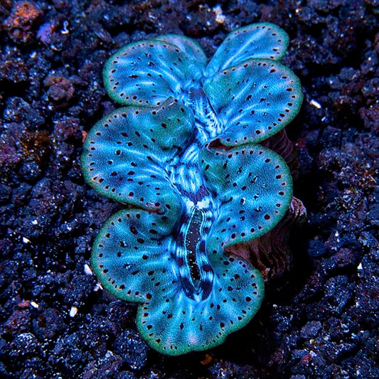 Ultra Grade Maxima Clams