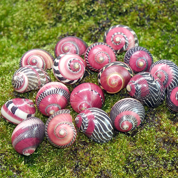 Red Racer Nerite Snails | Marine, Freshwater, Brackish Aquarium ...