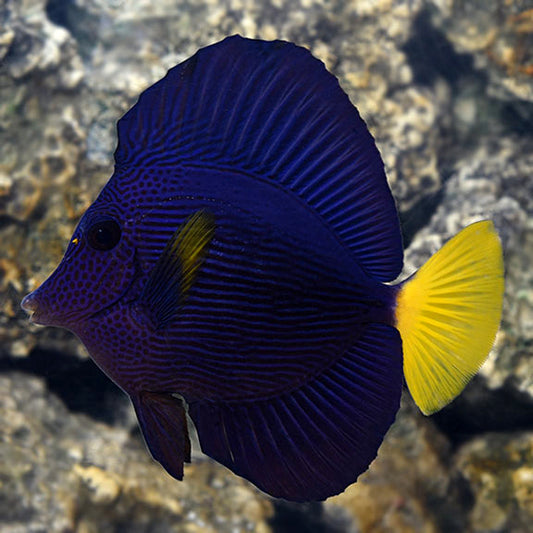 Buy a Purple Tang and Get a 6 Pack of Green Reef Chromis at 50% off