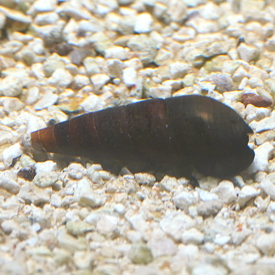 Black Devil Snail | Saltwater Inverts – LiveAquaria