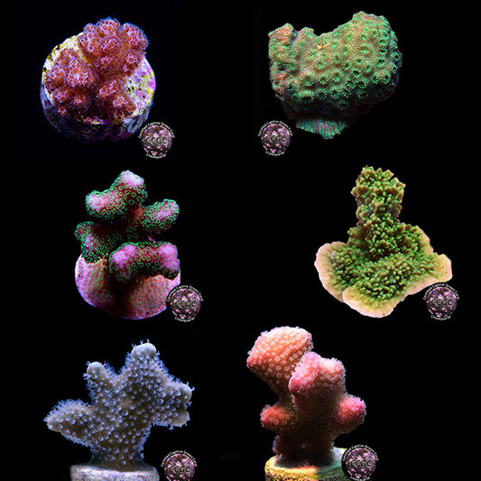 LiveAquaria® SPS Coral Mega Pack