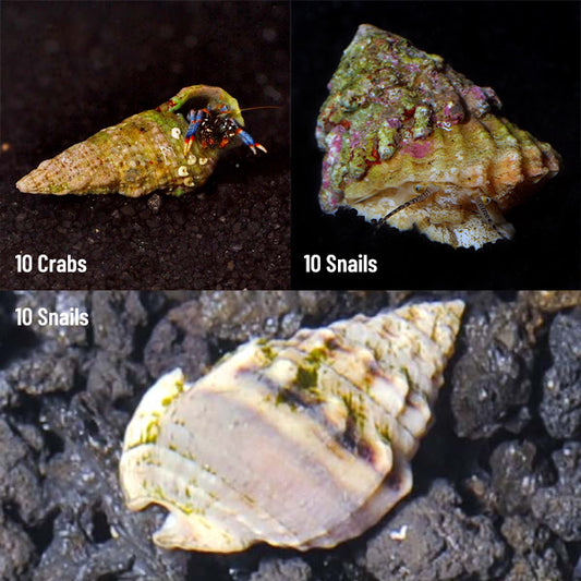 Balanced Clean-Up Pack