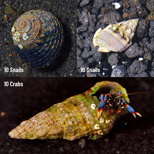 Active Clean-Up Pack