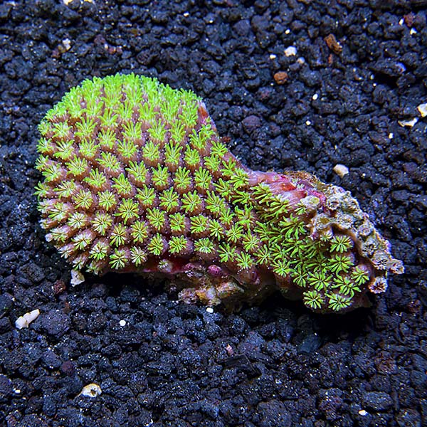 Tooth Coral