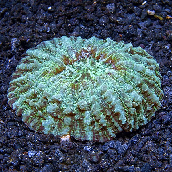 Doughnut Coral