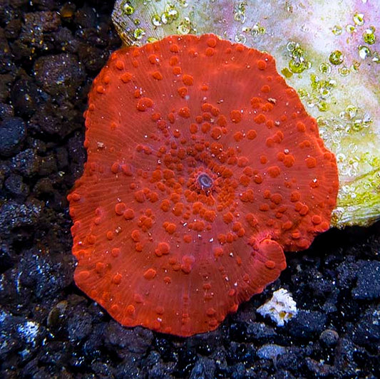 Super Red Mushroom Coral