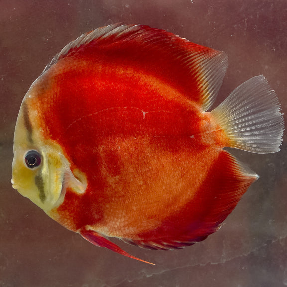 Red Discus 5.25" WYSIWYG