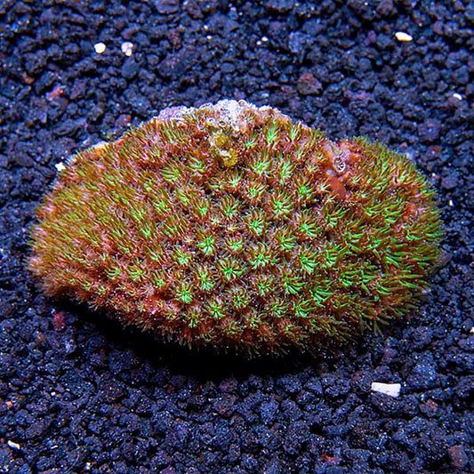 Tooth Coral