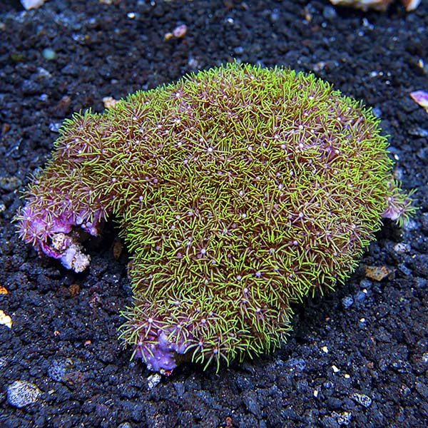 Green Branching Starburst Polyp