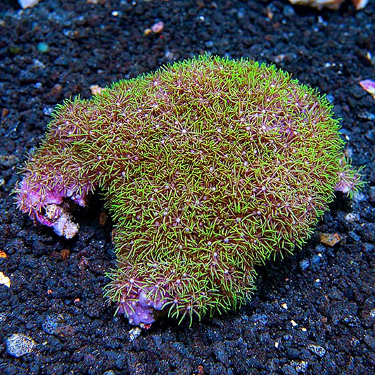 Green Branching Starburst Polyp