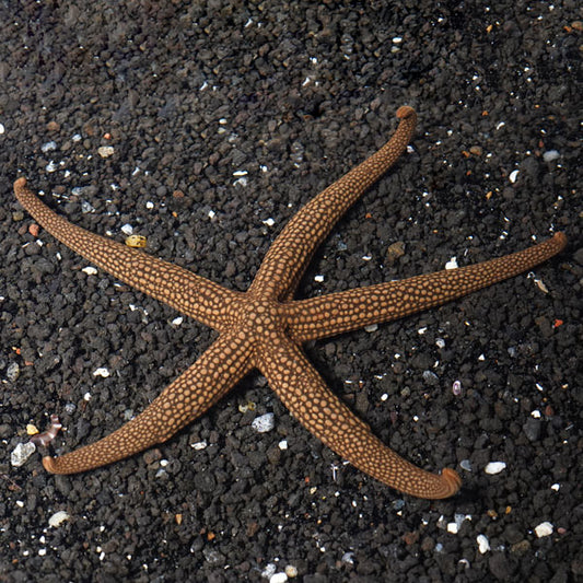 Green Sea Star