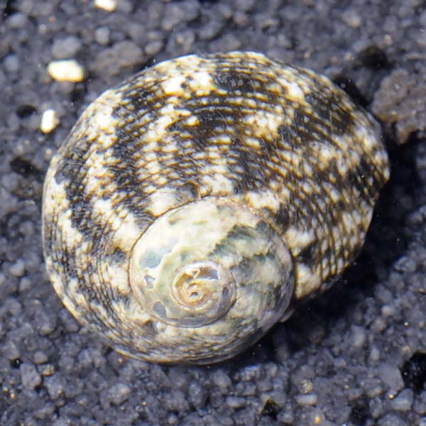 Cats Eye Turbo Snail