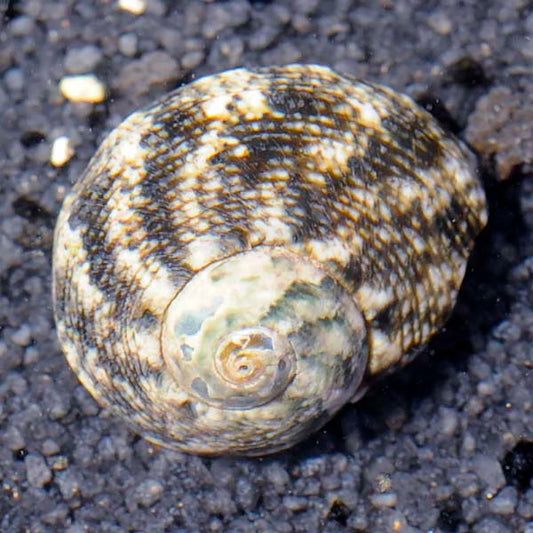 Cats Eye Turbo Snail