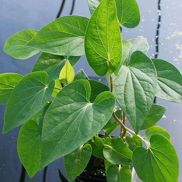 5x5 Hardy with Sun Pack