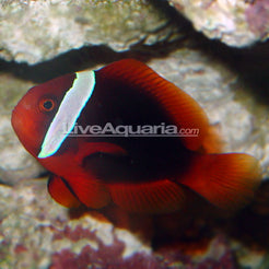 Tomato Clownfish – LiveAquaria