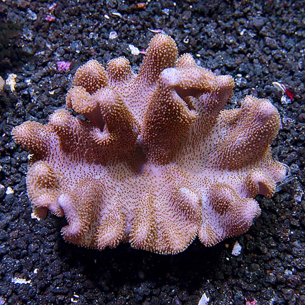 Devil's Hand Leather Coral