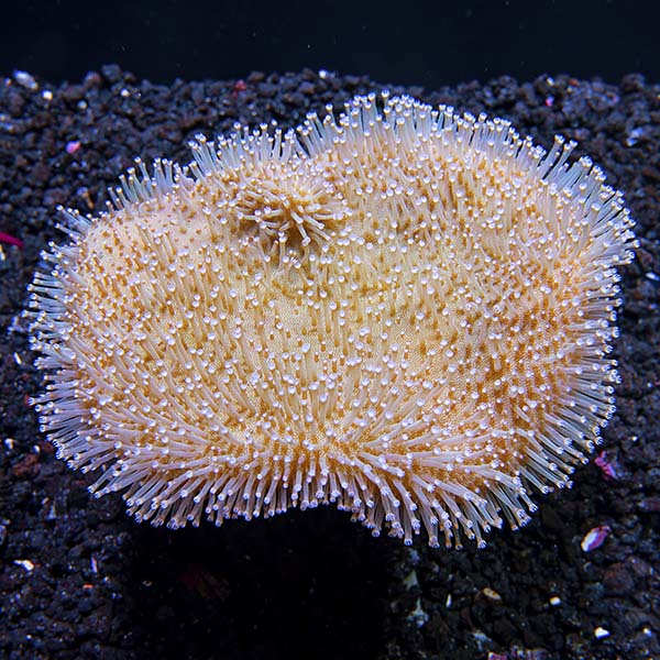 Toadstool Mushroom Leather Coral, Green