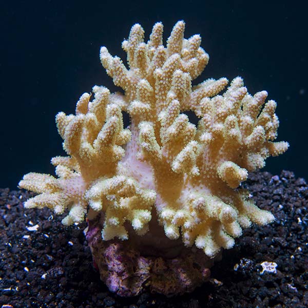 Thin Finger Leather Coral