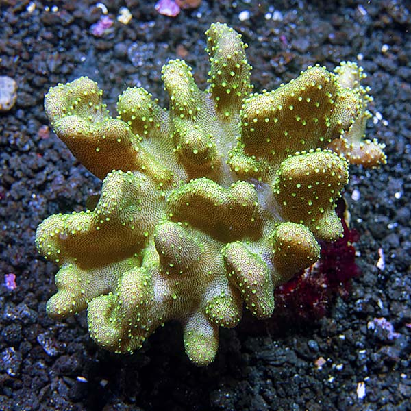 Devil's Hand Leather Coral