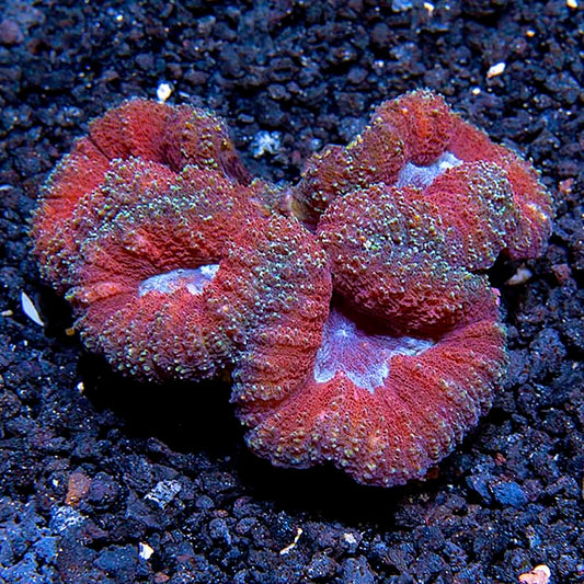 Symphyllia Brain Coral, Red